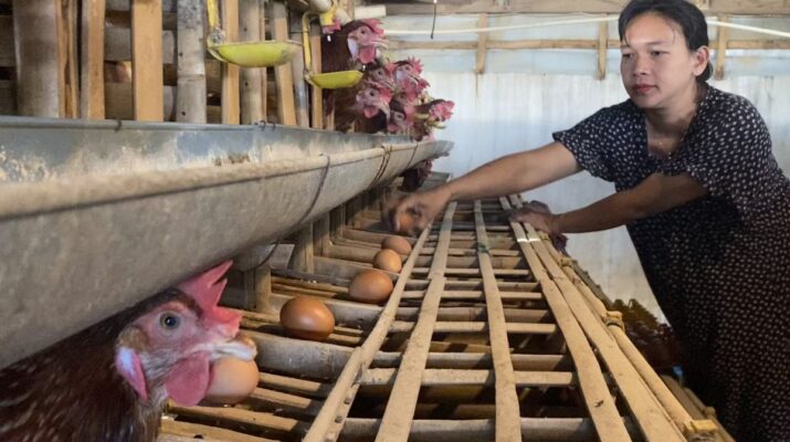 Sempat Naik, Harga Telur di Kota Batu Anjlok Jadi Rp19.300